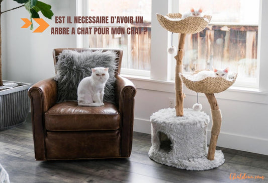 ARBRE A CHAT : Est il nécessaire pour un chat à la maison