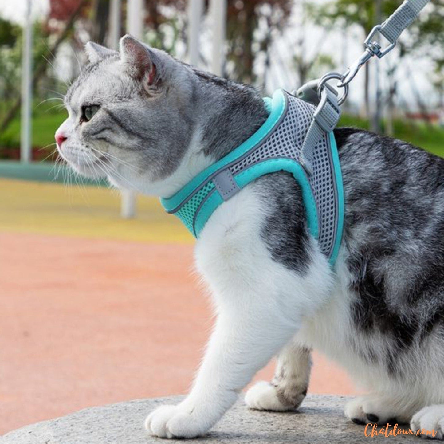 HARNAIS CHAT BLEU