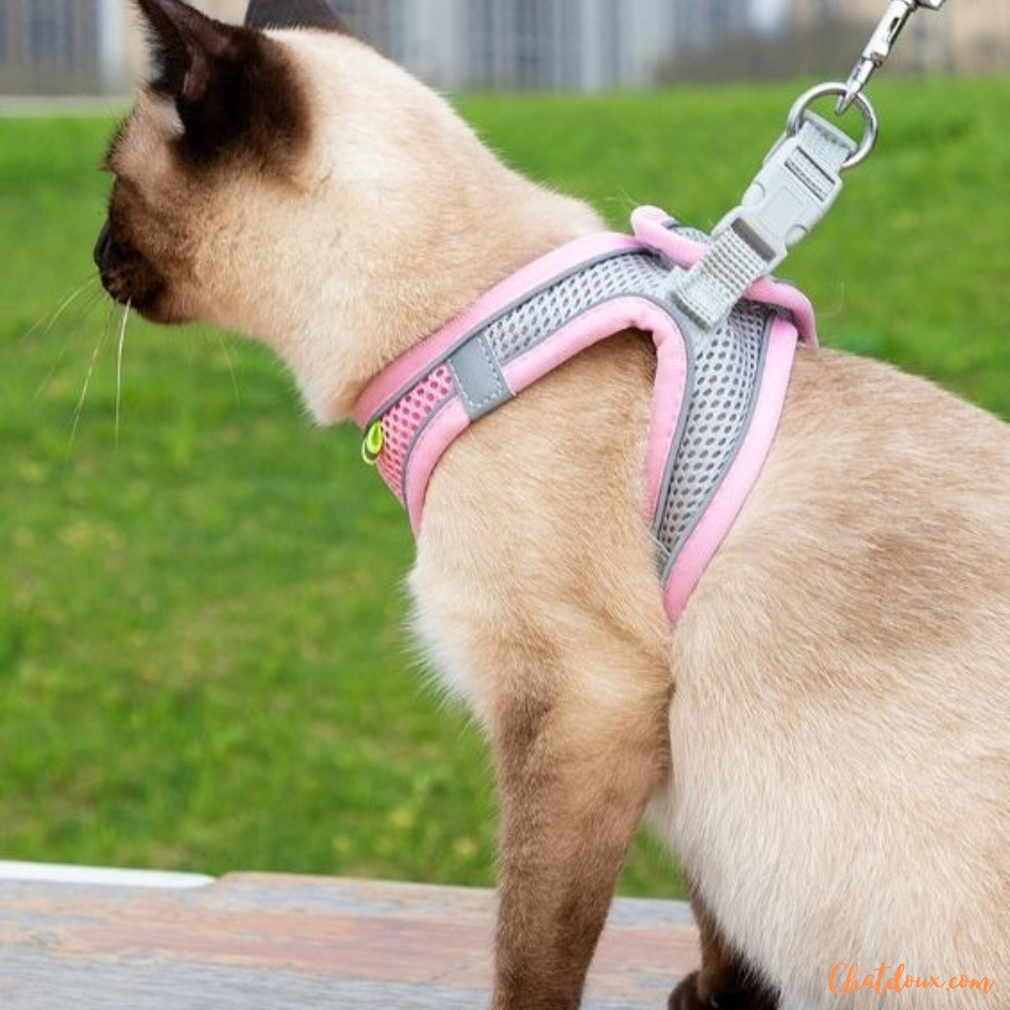 HARNAIS CHAT ROSE