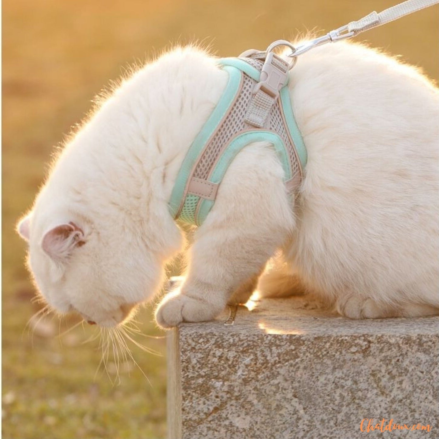 HARNAIS POUR CHAT