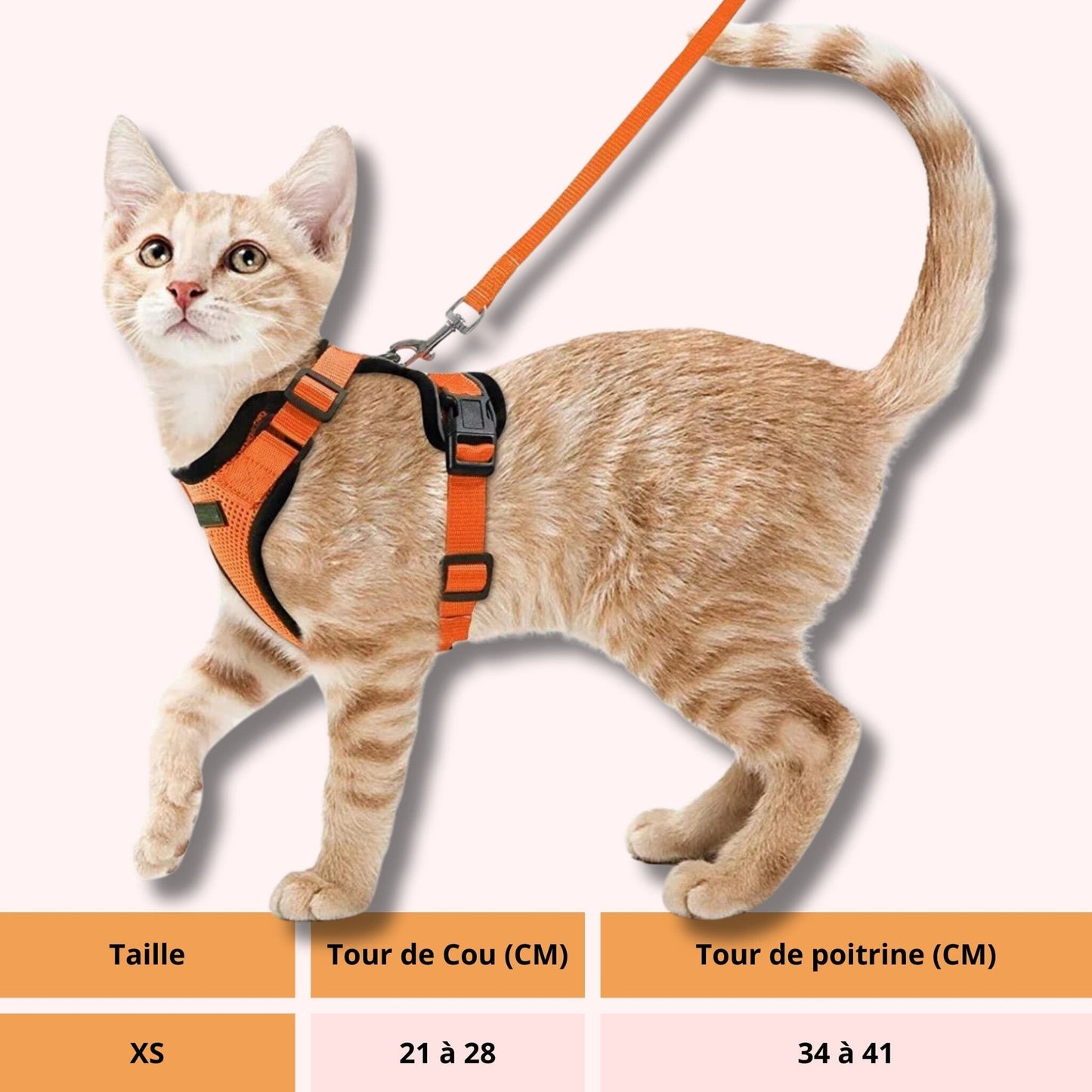 harnais chaton | Choupet™ chat doux