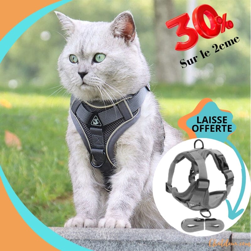 HARNAIS CHAT ANTI FUGUE | GRISY™ chat doux