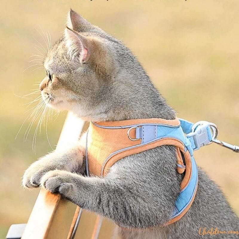 harnais_pour_chat