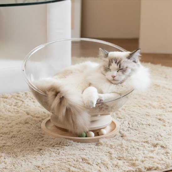 Lit pour chat _panier transparent chat avec chat qui dort | ConfortPremium chat doux