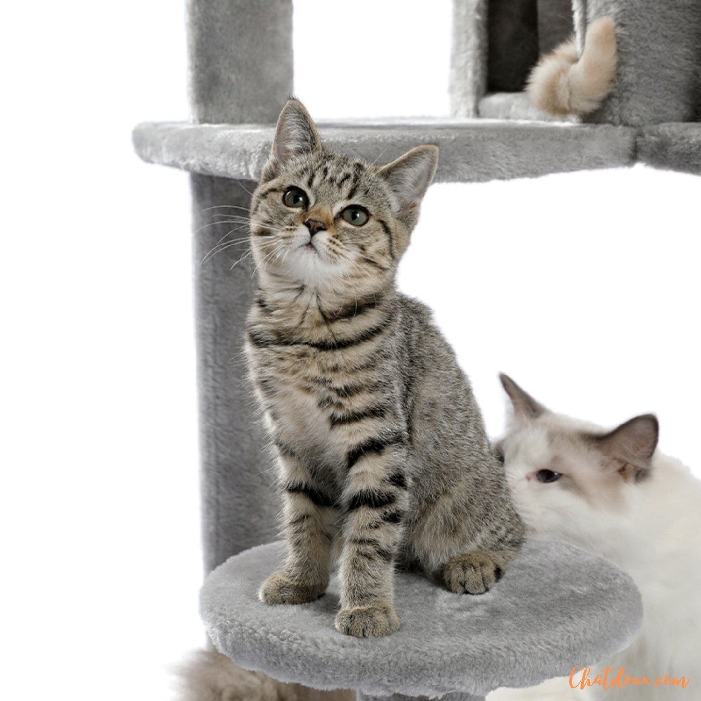 Arbre à Chat Gris | 4Cat™ chatdoux