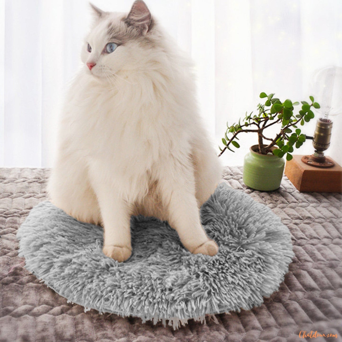 chat-blanc-assis-sur-coussin-chat-gris-FineDouceure