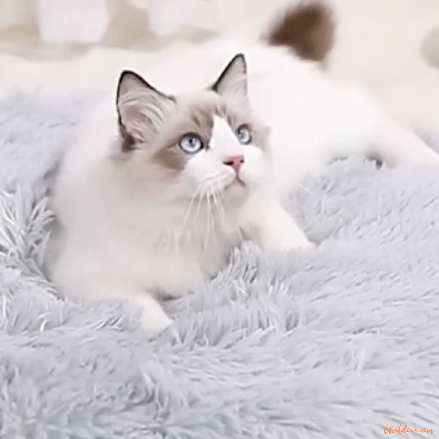 chat-blanc-sur-coussin-chat-gris-FineDouceure
