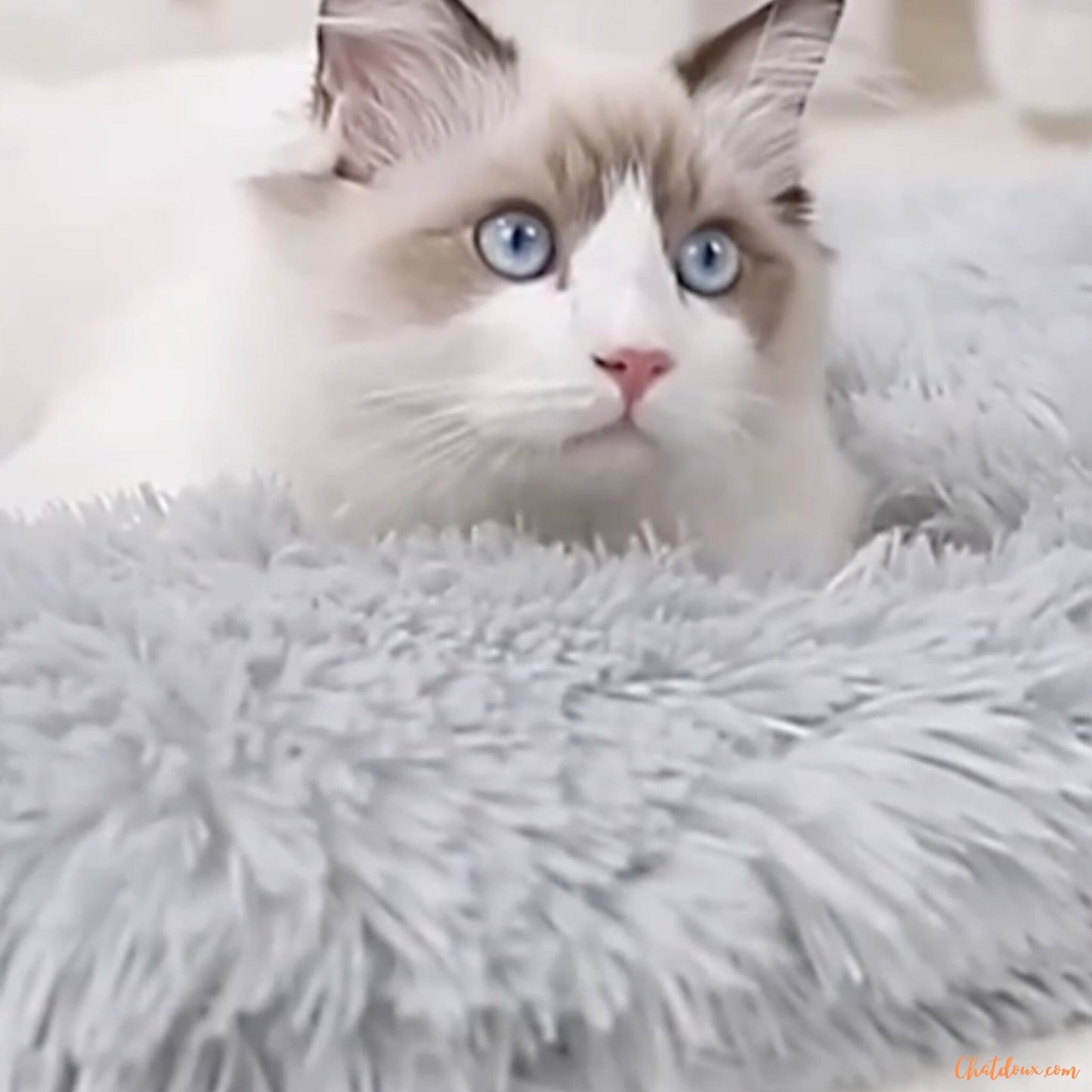 chat-migon-sur-coussin-chat-gris-FineDouceure