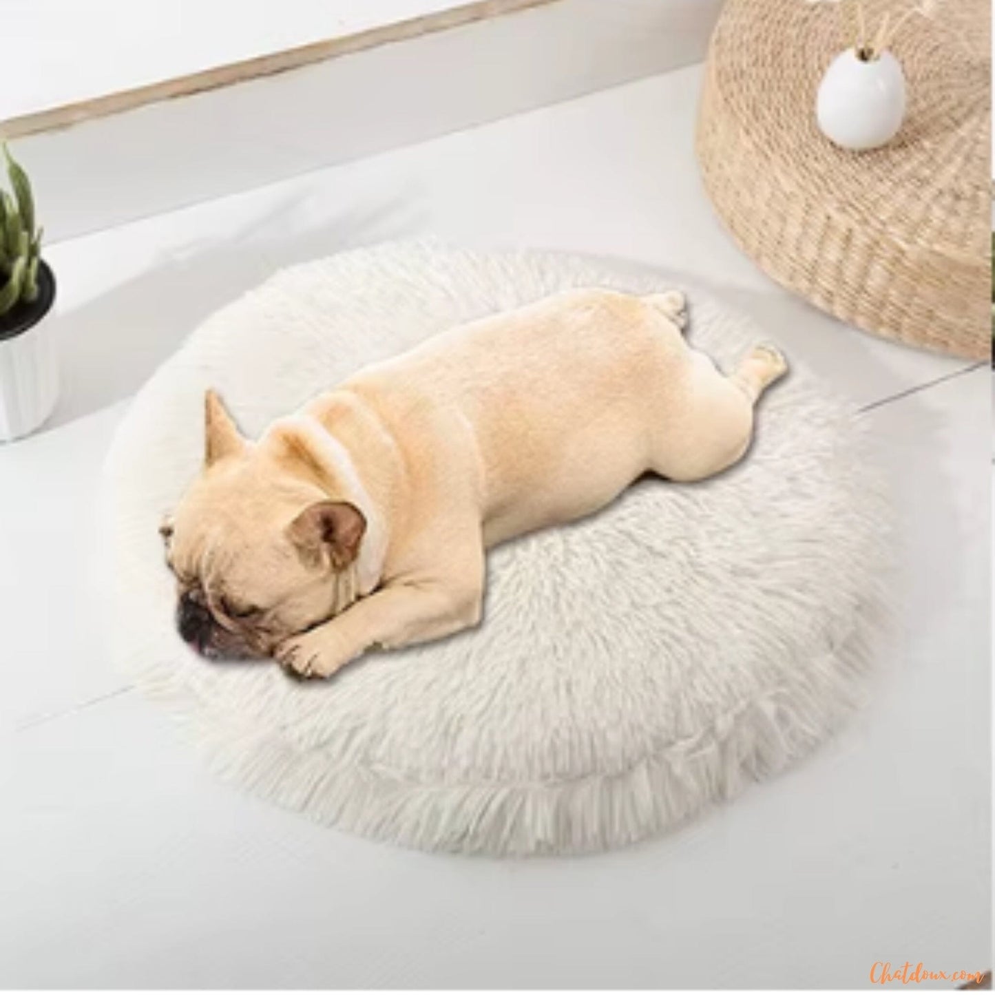 chien-sur-coussin-blanc-en-pluche
