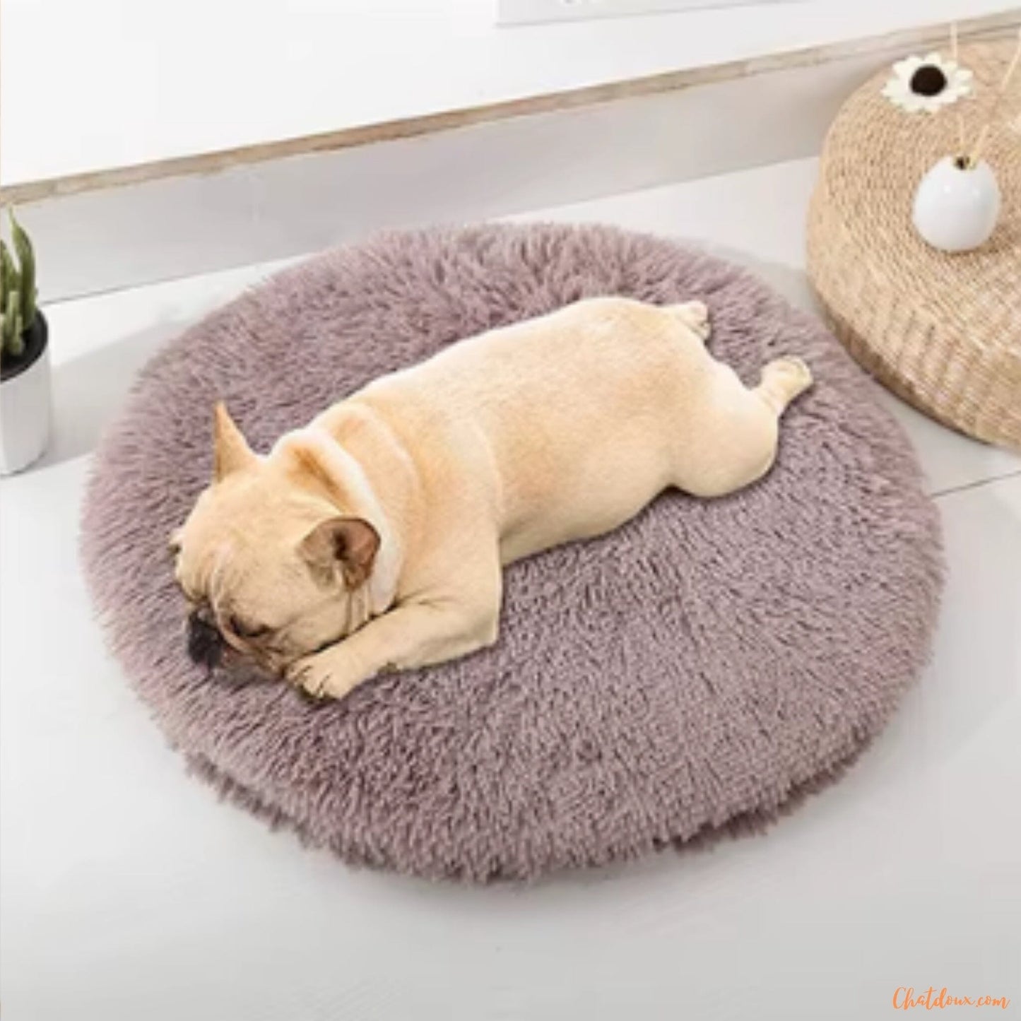 chien-sur-coussin-gris
