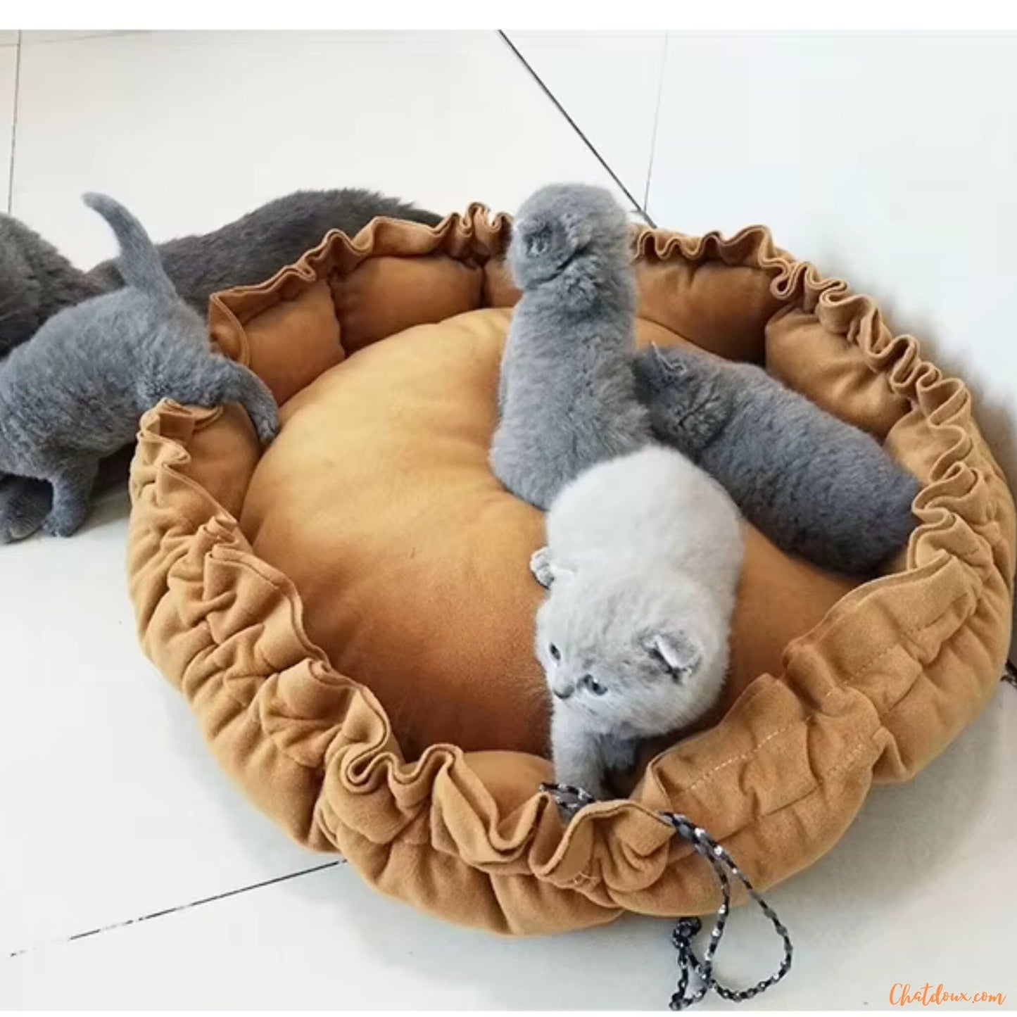 coussin-pour-chatons