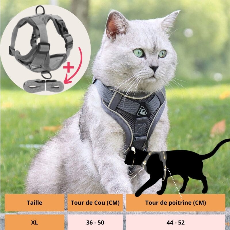 HARNAIS CHAT | HARNAIS CHAT GRIS chat doux