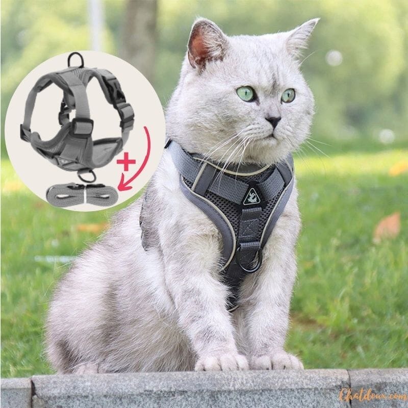 HARNAIS CHAT | HARNAIS CHAT GRIS chat doux