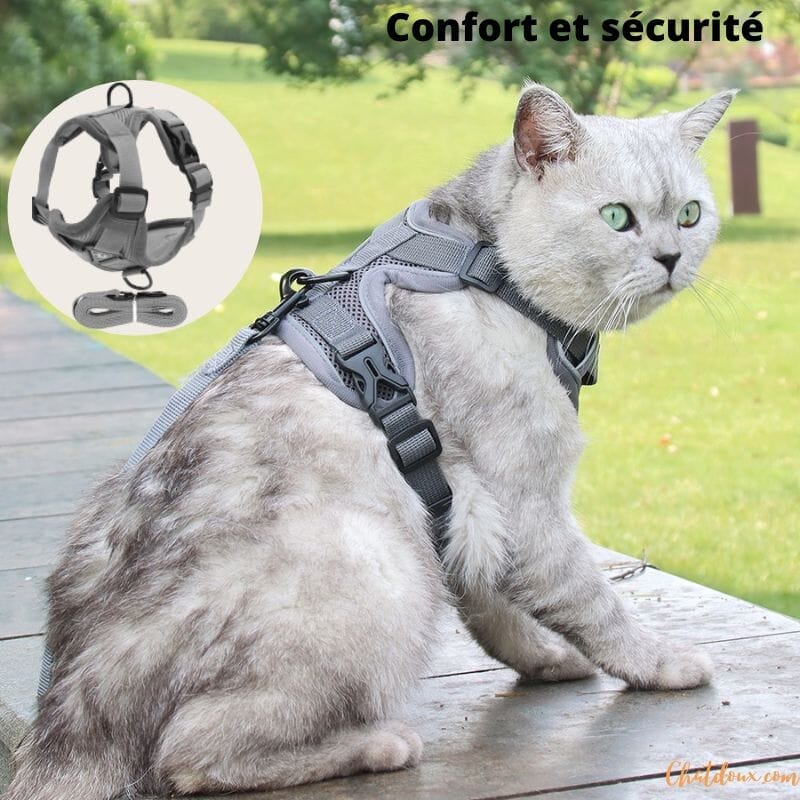 HARNAIS CHAT | HARNAIS CHAT GRIS chat doux