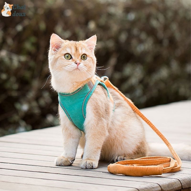 Harnais chat - Ensemble d'harnais avec laisse | FunyWalk™ chat doux