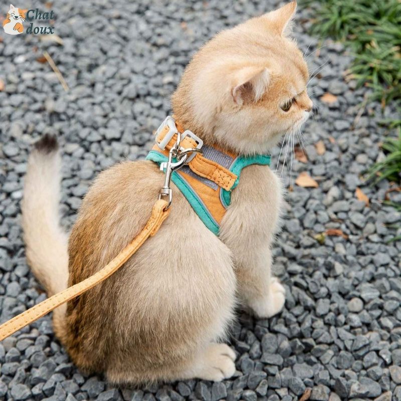 Harnais chat - Ensemble d'harnais avec laisse | FunyWalk™ chat doux