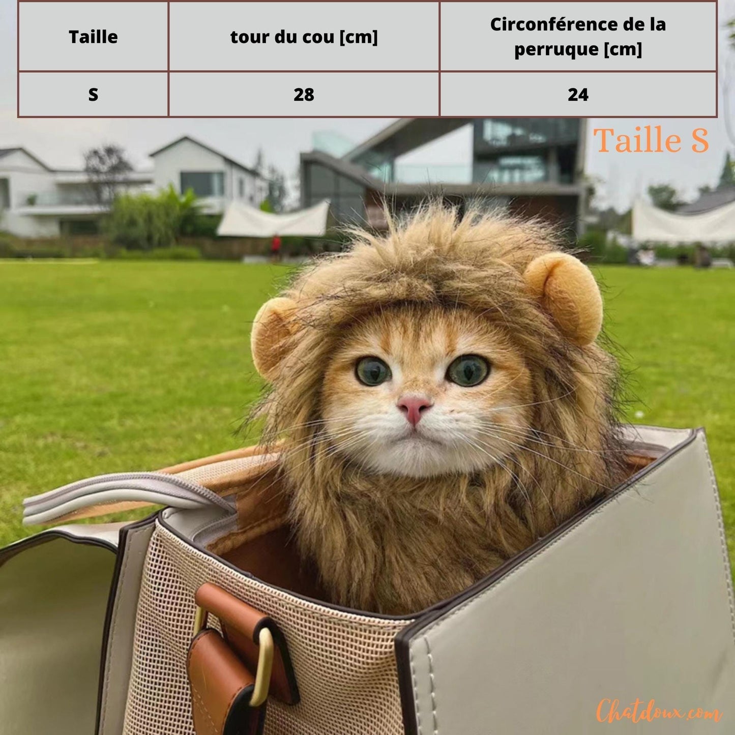 DEGUISEMENT CHATS | DEGUISEMENT HALLOWEEN CHAT | PERUQUE HALLOWEEN | ChatLion™ chat doux