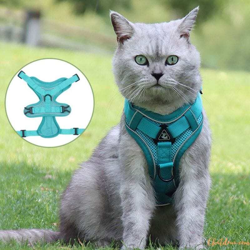 Harnais chat anti fugue | CatOut™ chat doux