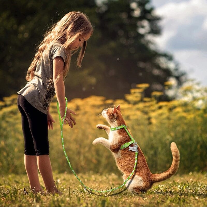 Harnais chat - harnais chaton chat doux