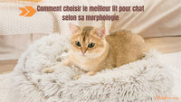 Comment choisir le meilleur lit pour chat selon sa morphologie ?