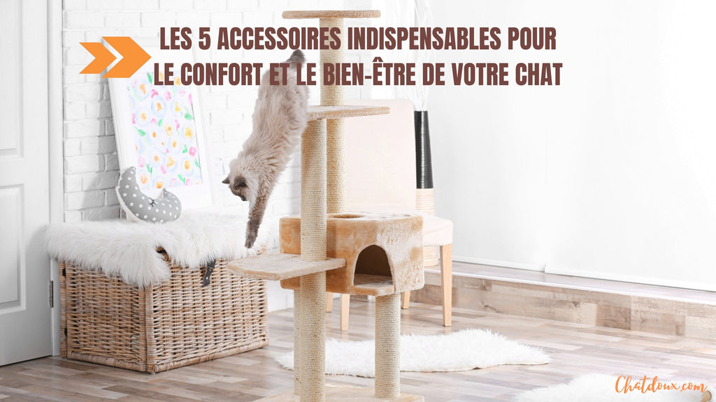 Les 5 accessoires indispensables pour le confort de votre chat