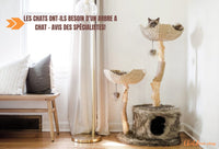 Les chats ont-ils besoin d'un ARBRE A CHAT? Ce que les spécialistes nous disent!