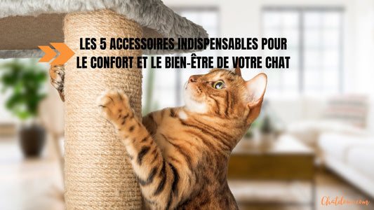 Les 5 accessoires indispensables pour le confort de votre chat