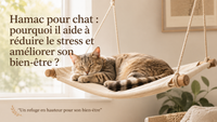 Hamac pour chat : pourquoi il aide à réduire le stress et améliorer son bien-être ?