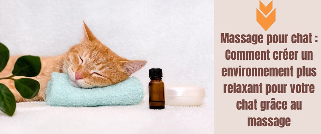 Massage pour chat : Comment créer un environnement plus relaxant pour votre chat grâce au massage