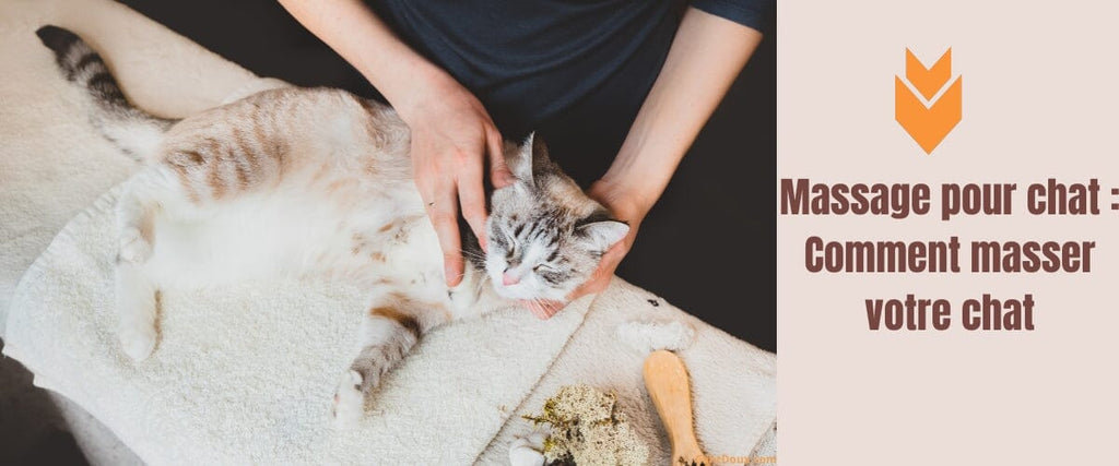 Massage pour chat | Comment masser votre chat