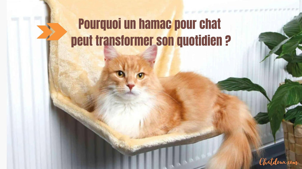 Pourquoi un hamac pour chat peut transformer son quotidien ?