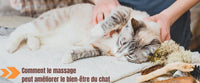 Massage pour chat : avantages et bien-faits