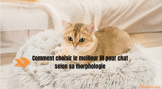 Comment choisir le meilleur lit pour chat selon sa morphologie ?
