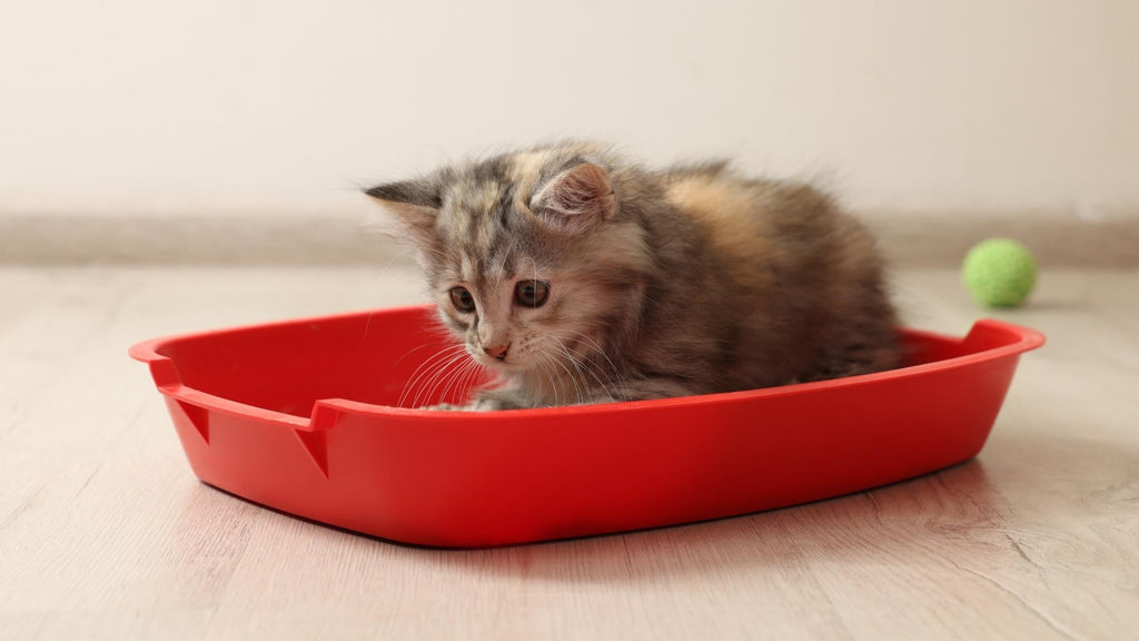 Chat propre - Apprendre à mon chaton à utiliser le bac à litière