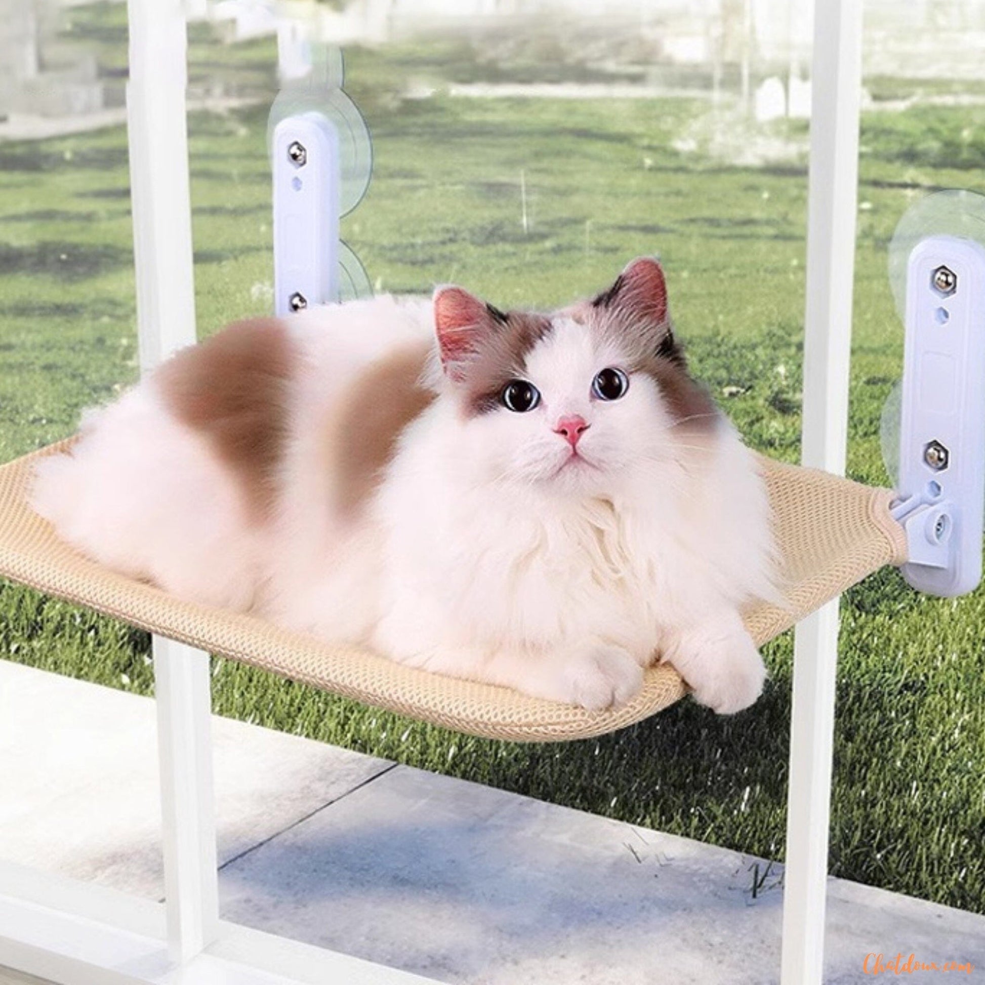 CHAT-SUR-Hamac-fenetre-EvasionBeige