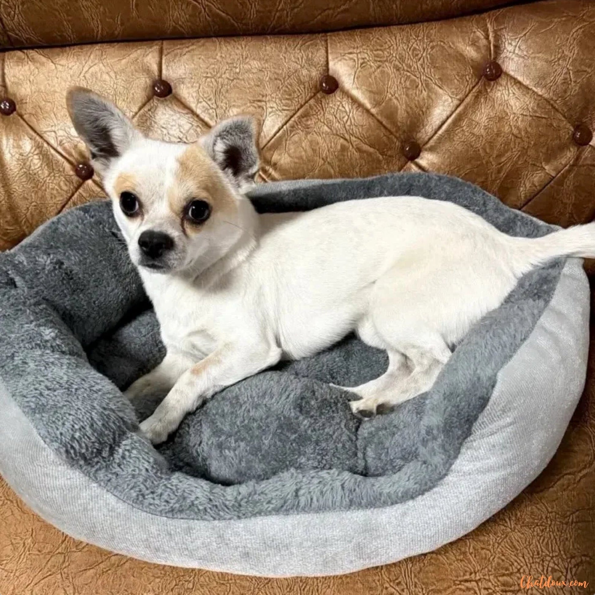 Coussin-chat-et-chien-CoconFelin