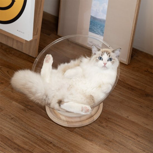 Lit pour chat - panier transparent chat avec chat blanc| ConfortPremium chat doux