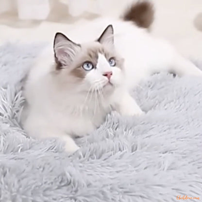 chat-blanc-sur-coussin-chat-gris-FineDouceure