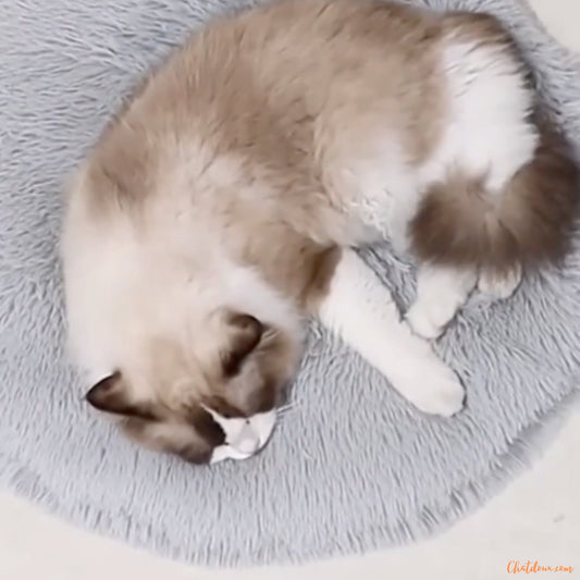 chat-brun-sur-coussin-chat-gris-FineDouceure