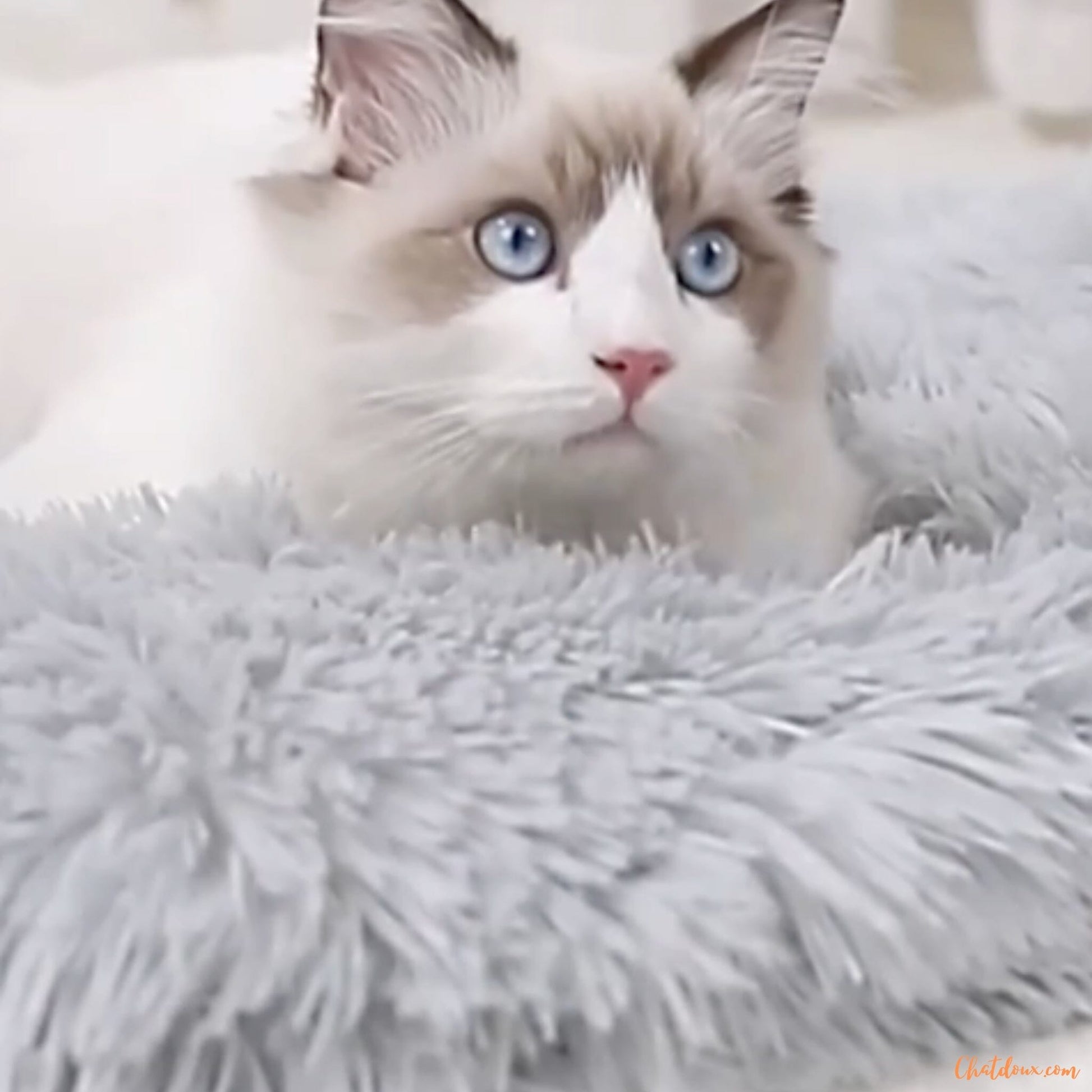chat-migon-sur-coussin-chat-gris-FineDouceure