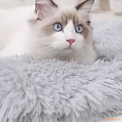 chat-migon-sur-coussin-chat-gris-FineDouceure