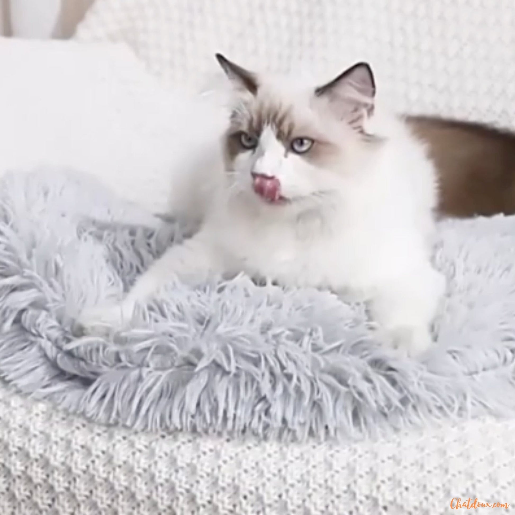 coussin-chat-gris-doux-FineDouceure