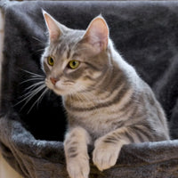 Hamac Chat pour Radiateur – Forme Circulaire Gris| GriHam™ chat doux