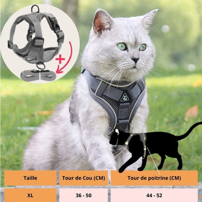 HARNAIS CHAT | HARNAIS CHAT GRIS chat doux