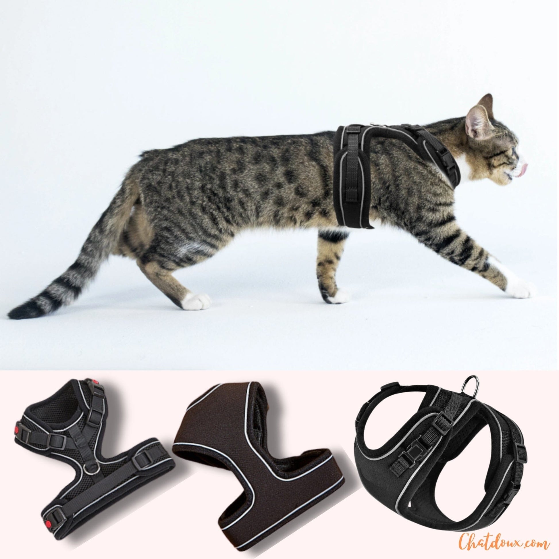 Harnais pour chat | HC chat doux