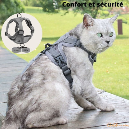 HARNAIS CHAT | HARNAIS CHAT GRIS chat doux