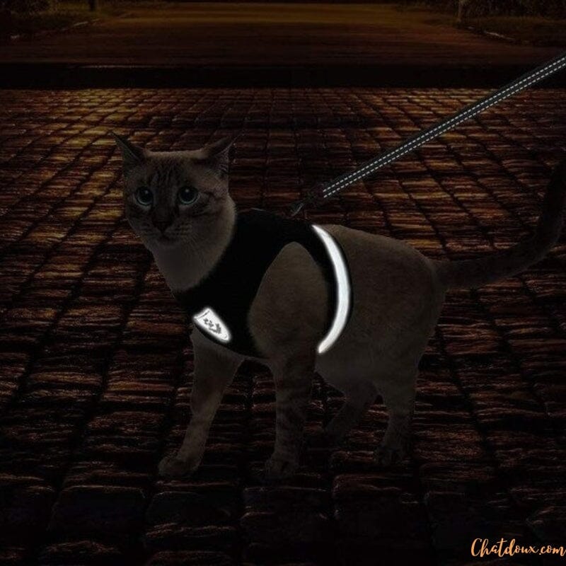 Harnais chat | harnais pour chat confortable chat doux