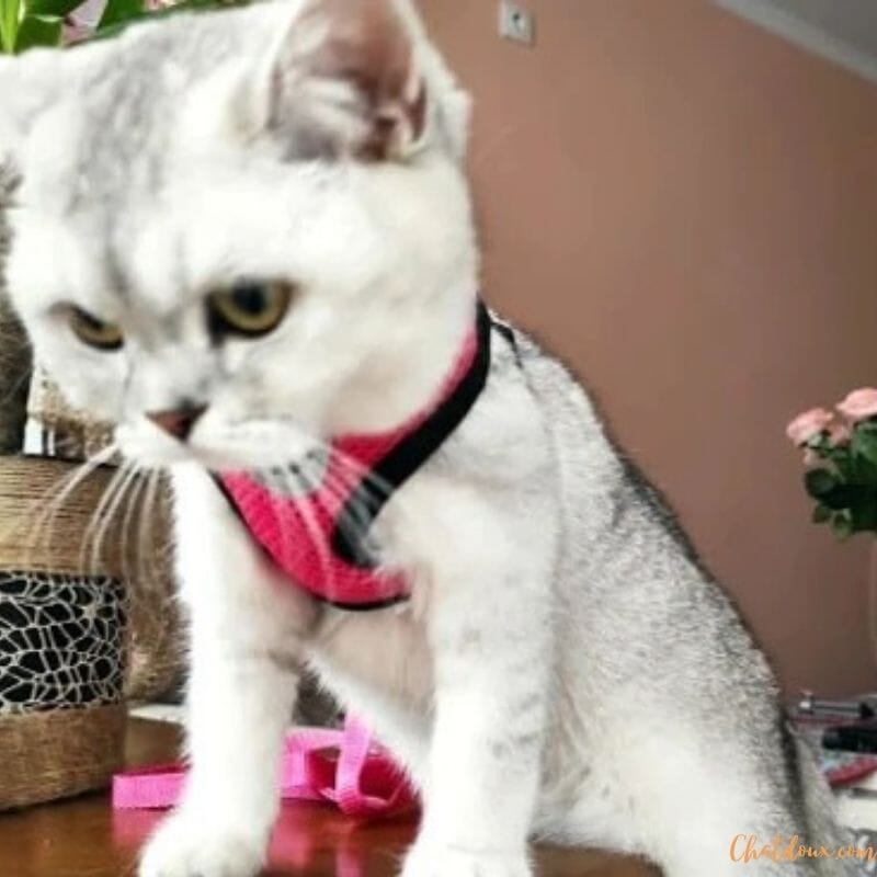 Harnais chat | harnais pour chat confortable chat doux